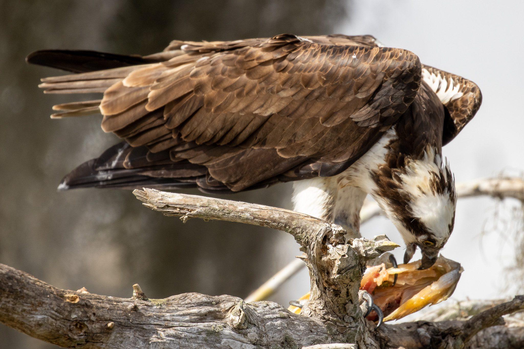 Osprey feeding in flight
