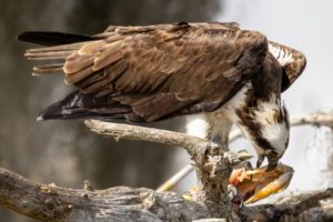 osprey eating